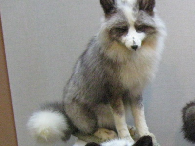 Darwin's Fox