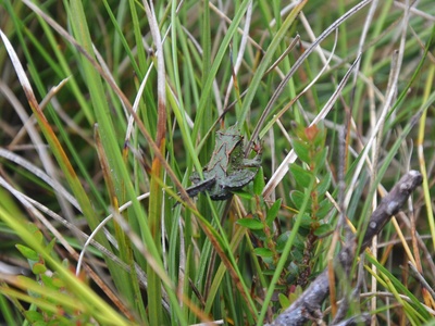 Darwin's Frog