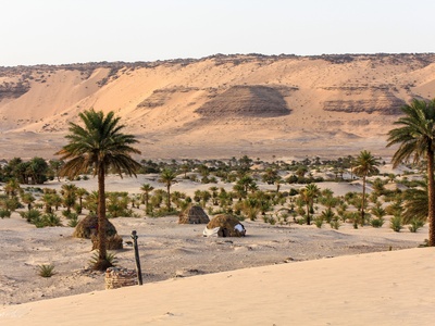 Date Palm