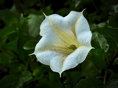 Datura