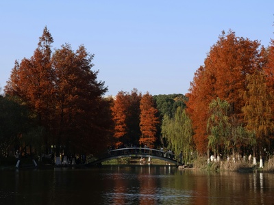 Dawn redwood