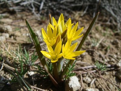 Dayan's Gagea