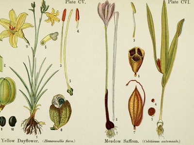 Dayflower