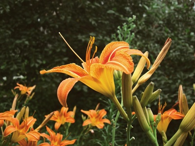 Daylily