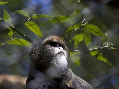 De Brazza's Monkey