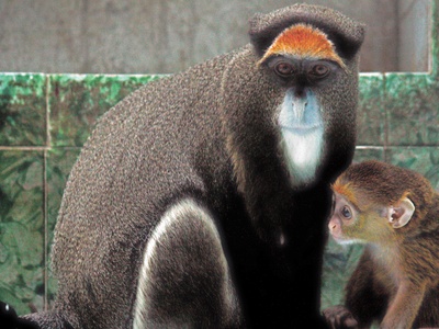 De Brazza's Monkey