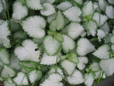 Dead-nettle