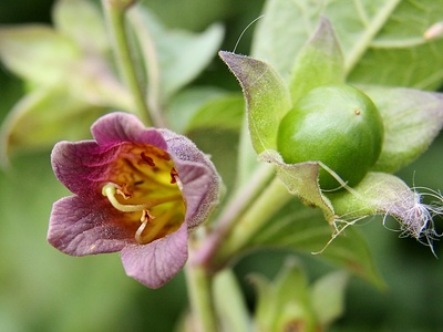 Deadly Nightshade