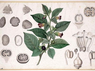 Deadly Nightshade