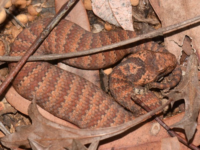 Death Adder