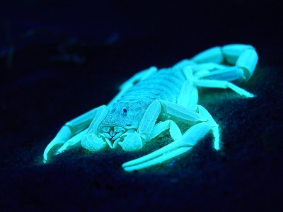 Deathstalker scorpion