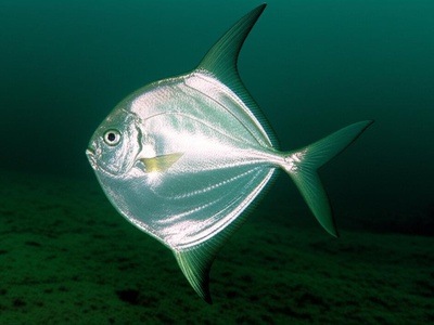 Deep-bodied Moony