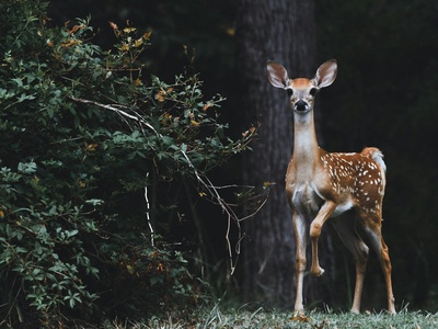 Deer