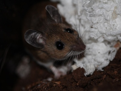 Deer Mouse