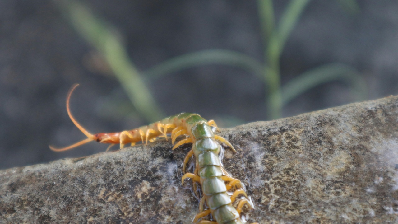 Centipede defense posture showing raised forcipules
