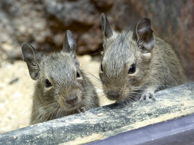Degu