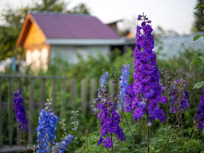 Delphinium