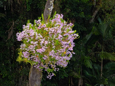Dendrobium nobile