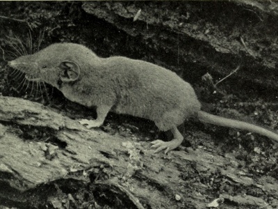 Dent's Shrew