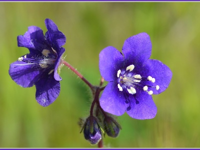 Desert Bluebell