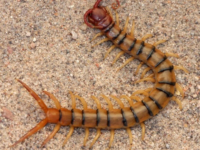 Desert centipede