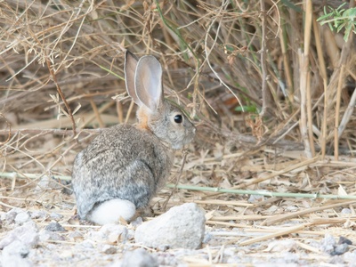 Desert Cottontail