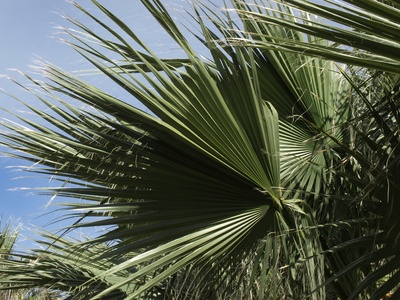 Desert Fan Palm