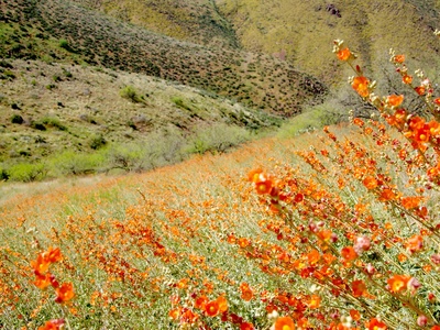 Desert Globemallow