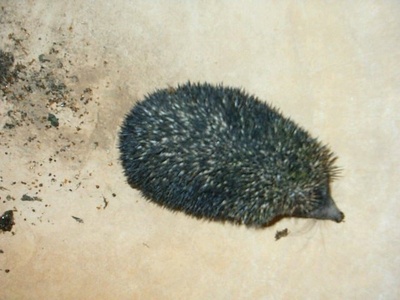 Desert Hedgehog