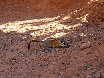 Desert Kangaroo Rat