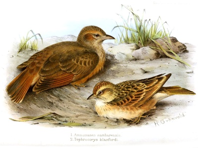 Desert Lark