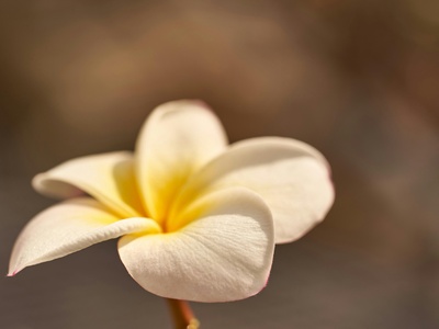 Desert Lily