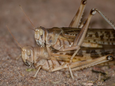 Desert Locust