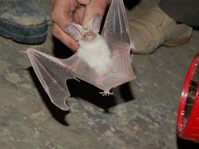 Desert Long-eared Bat