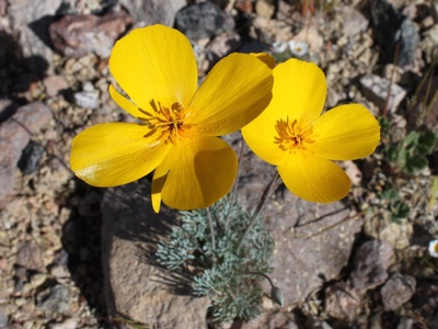 Desert Poppy