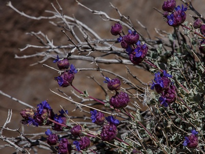 Desert Sage