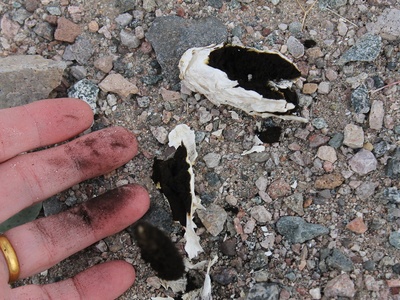 Desert Shaggy Mane