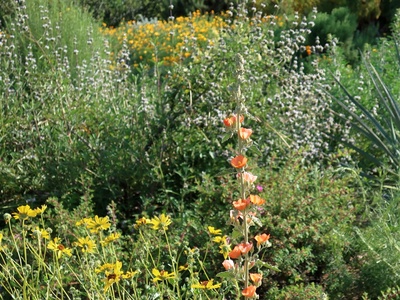 Desert Sunflower