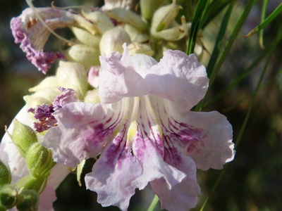 Desert Willow