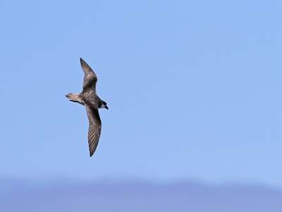 Desertas Petrel