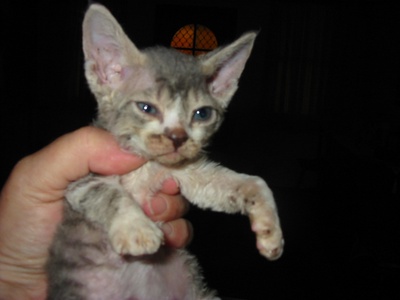 Devon Rex