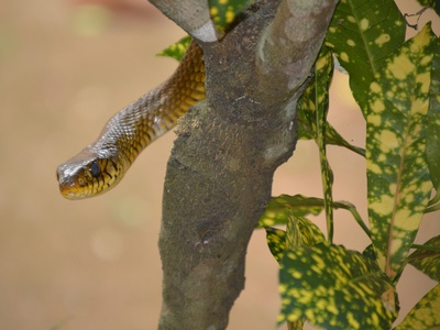 Dhara's Cat Snake