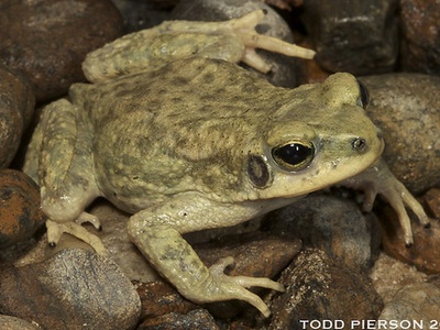 Dhofar toad