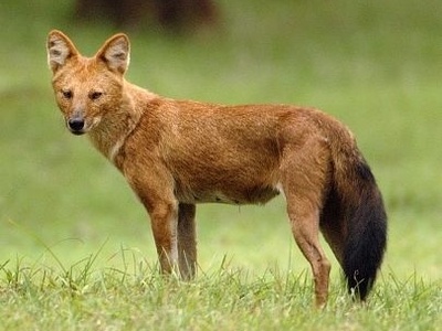 Dhole