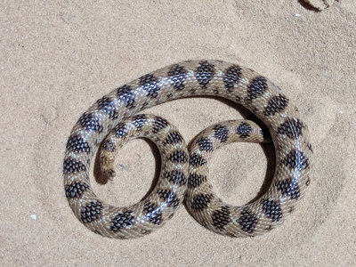 Diadem Sand Snake