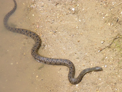 Diamond-backed Water Snake