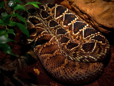 Diamondback Rattlesnake