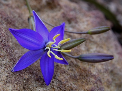 Dianella