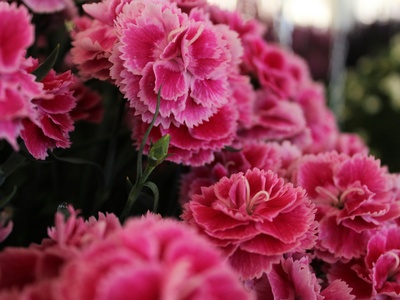 Dianthus