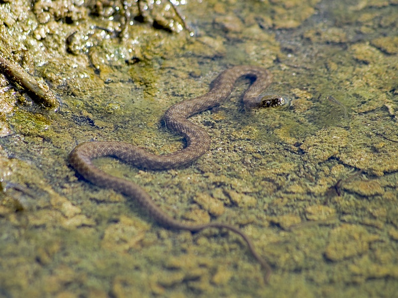 Beautiful view of Snake Nutrition For Snakes In Wetlands